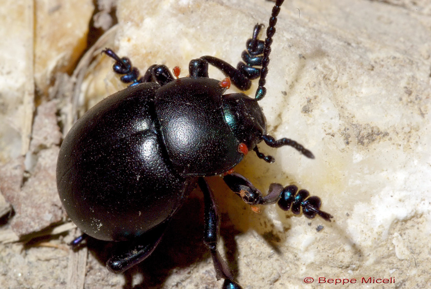 Timarcha tenebricosa parassitata da acari